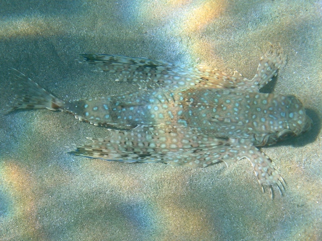 Dactylopterus volitans / pesce civetta